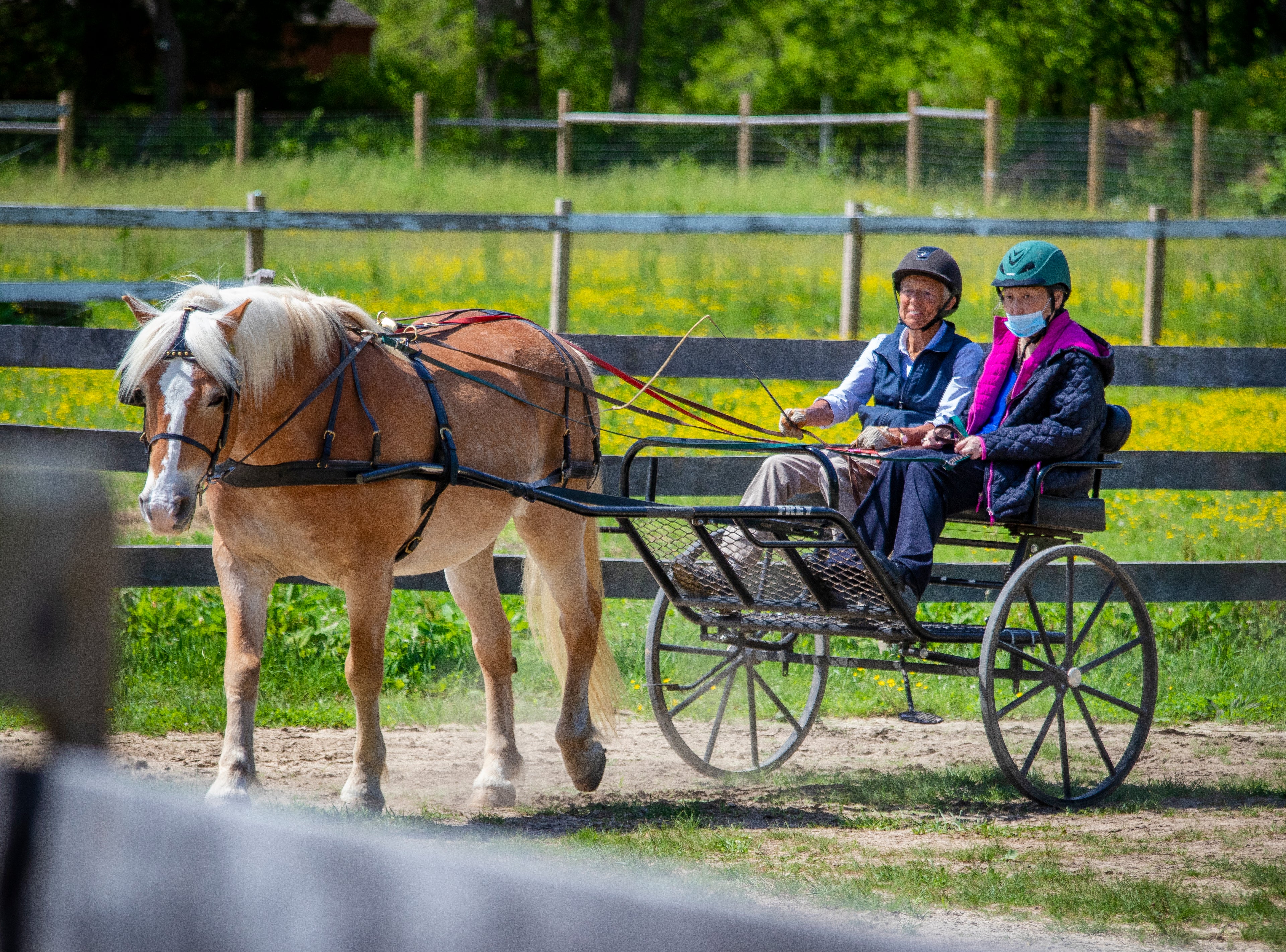 Carriage Riding Lesson